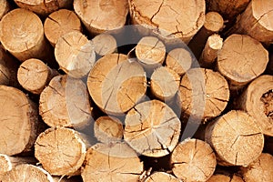 Woodpile of cut trees in the lumberyard