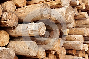 Woodpile of cut trees in the lumberyard