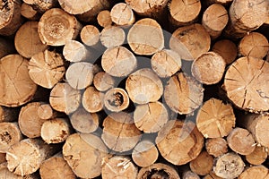 Woodpile of cut trees in the lumberyard photo