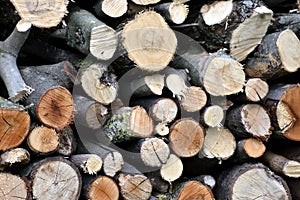 Woodpile firewood photo