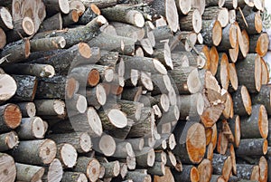 Woodpile firewood, piled with circles lies a large pile.