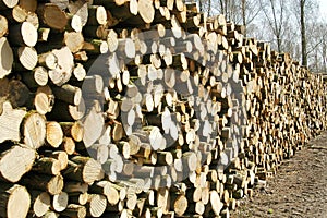 Woodpile in the forest