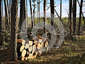 Woodpile of freshly harvested pine logs in the forest near a cozy cottage