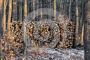 Woodpile in the frorest in wintertime photo