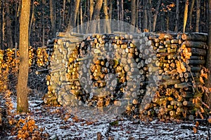 Woodpile in the frorest in wintertime photo