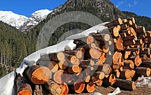 Woodpile of logs cut by loggers in the mountains in winter