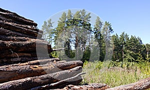 A woodpile of old logs in a woodland area on an overgrown clearing.