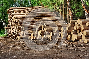 Woodpile From Sawn Pine And Spruce Logs For Forestry Industry