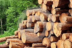 Woodpile From Sawn Pine And Spruce Logs For Forestry Industry