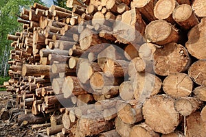 Woodpile From Sawn Pine And Spruce Logs For Forestry Industry