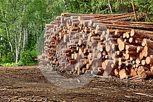 Woodpile From Sawn Pine And Spruce Logs For Forestry Industry