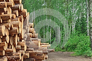 Woodpile From Sawn Pine And Spruce Logs For Forestry Industry