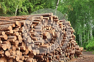 Woodpile From Sawn Pine And Spruce Logs For Forestry Industry