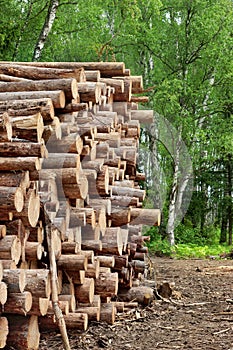 Woodpile From Sawn Pine And Spruce Logs For Forestry Industry
