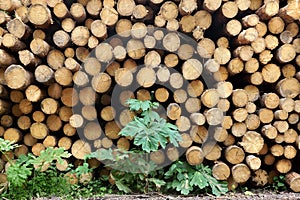 Woodpile From Sawn Pine And Spruce Logs For Forestry Industry