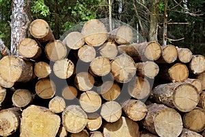 Woodpile From Sawn Pine And Spruce Logs For Forestry Industry