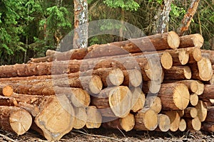 Woodpile From Sawn Pine And Spruce Logs For Forestry Industry photo