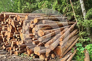 Woodpile From Sawn Pine And Spruce Logs For Forestry Industry