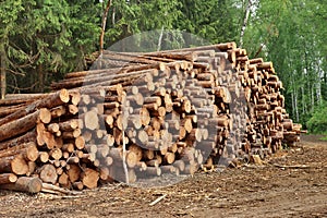 Woodpile From Sawn Pine And Spruce Logs For Forestry Industry