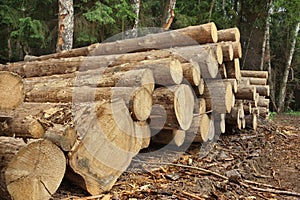 Woodpile From Sawn Pine And Spruce Logs For Forestry Industry