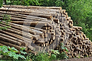 Woodpile From Sawn Pine And Spruce Logs For Forestry Industry