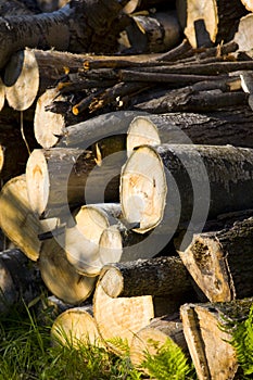 Woodpile on a September Afternoon