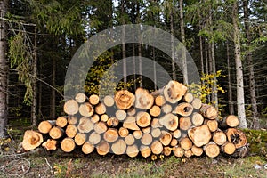 Woodpile in a spruce forest