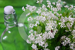 Woodruff blossoms in front of green boards