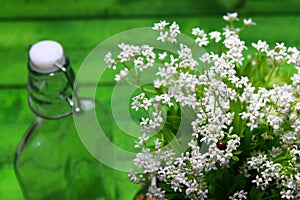 Woodruff blossoms in front of green boards