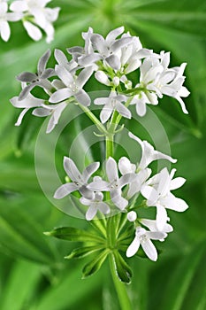 Woodruff