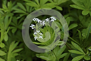 Woodruff with flowers on the forest floor at harvest time in May, in spring,