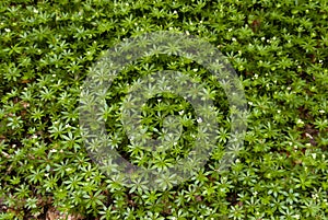 Woodruff in a Forest photo