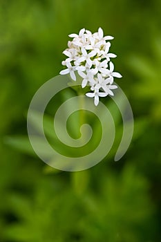 Woodruff Galium odoratum