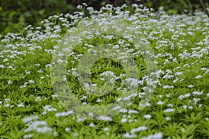 Woodruff, Galium odoratum