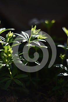 Woodruff (Galium odoratum)