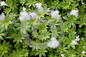 Woodruff (Galium odoratum)