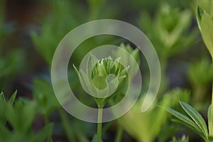 Woodruff (Galium odoratum)