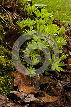 Woodruff Galium odoratum group