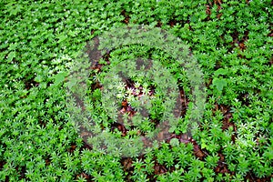Woodruff growth on forest floor in spring