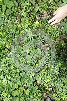 Woodruffs, Galium odoratum