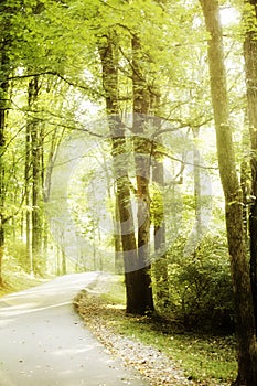 Winding Forest Road in Percy Warner Park in Nashville photo