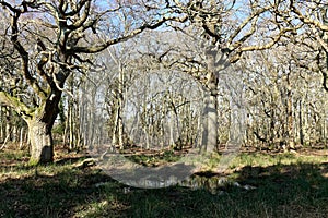 The Woods at Arne