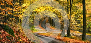 Woods in autumn, with bending paths crossing