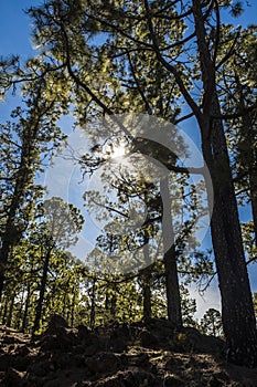 Woods background with high trees and beautiful nature outdoors park - sunlight between leafs and blue sky - concept of environemnt