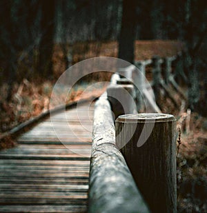 The woods bridge forest on beautiful spring