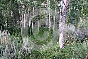 Into the Woods Covered with Overgrowth