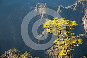 The woods Cumbrecita mountains in the Caldera de taburiente national park