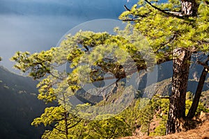 The woods Cumbrecita mountains in the Caldera de taburiente national park