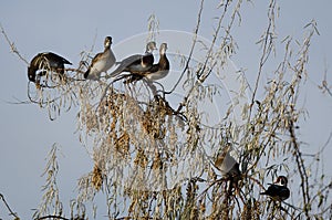 Woods Ducks Feasting on the Berries of Autumn