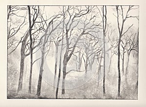 Woods etching